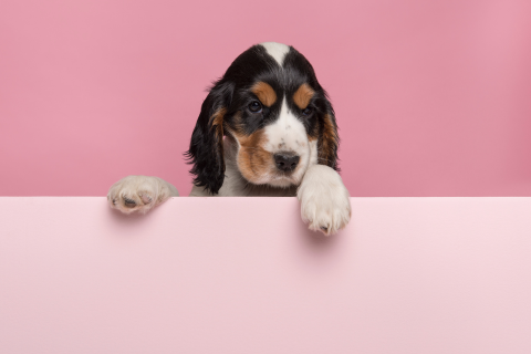 Because Beauty Shouldn’t Hurt: Our Stance on Animal Testing